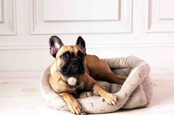 Pet Safety: 10 Ways to Keep Your Pets Safe and Secure When You’re Not at Home