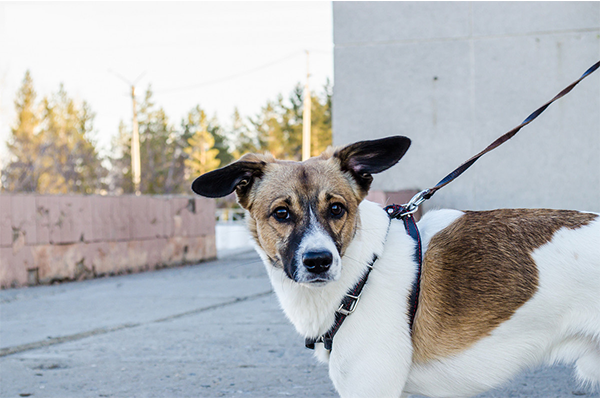 Dogs to Watch Out for Your Single-Family Home Construction Sites