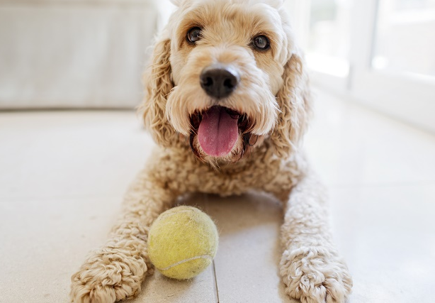 Ball for Dog