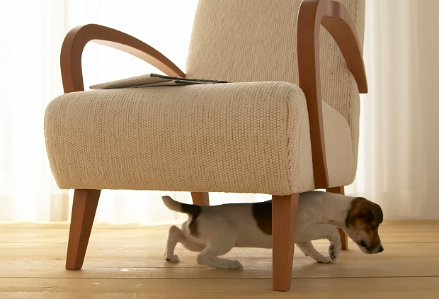 Dog for Simple Task