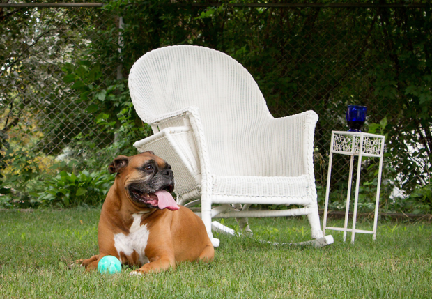 Dog Busy in Backyard