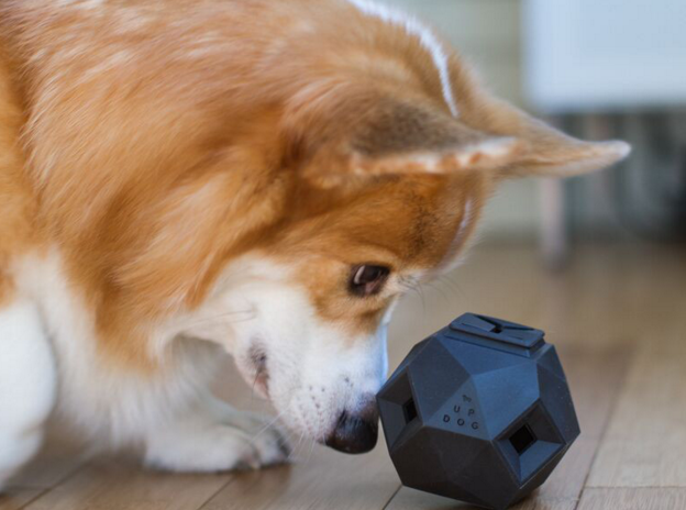Puzzle Toys to Keep Dog Busy