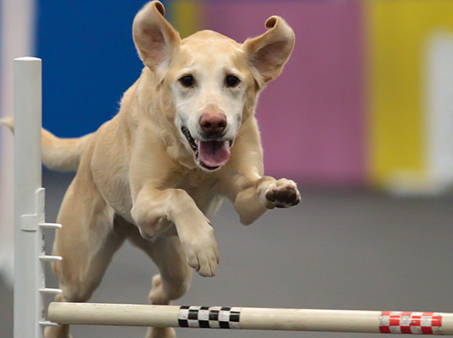 Outdoor Training Course for Dog