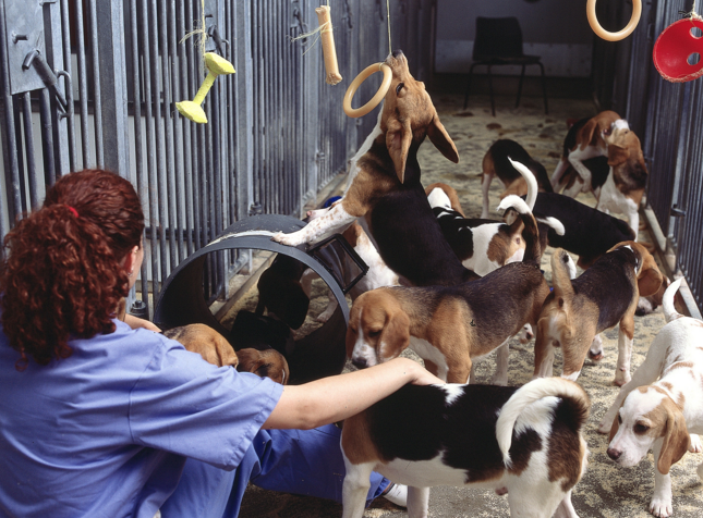 Pet Care Facility